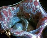 Icône pour lancer la bande-annonce n°1 de 'Alien Vs. Predator'