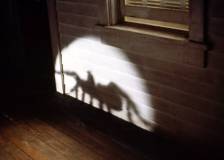 ©1990 Amblin Entertainment - Arachnophobie (Arachnophobia)