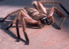 ©1990 Amblin Entertainment - Arachnophobie (Arachnophobia)