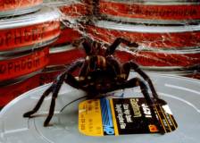 ©1990 Amblin Entertainment - Arachnophobie (Arachnophobia)