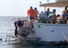 ©1985 20th Century Fox - Cocoon (Cocoon)