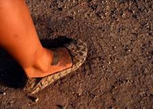 ©2099 August Heart Entertainment - Dead Ant (Dead Ant)