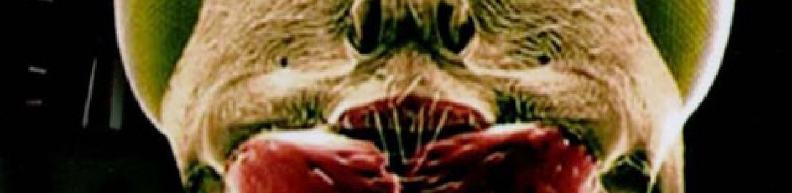 Marabunta, l'invasion des fourmis tueuses