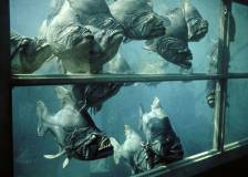 © 2013 MGM Studios Inc. - Piranha (Piranha)