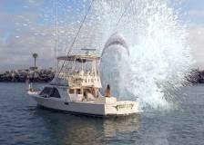 ©2011 Synthetic Filmworks - Super Shark (Super Shark)