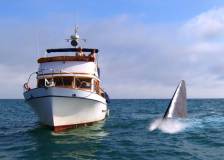 ©2011 Synthetic Filmworks - Super Shark (Super Shark)