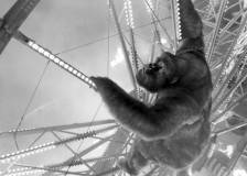 ©1998 Walt Disney - Mon ami Joe (Mighty Joe Young)