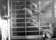 ©1998 Walt Disney - Mon ami Joe (Mighty Joe Young)