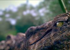 © 2012 IPA Asia Pacific - Million Dollar Crocodile (Bai wan ju e)