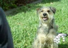 ©2015 Consolidated Media Holdings - Robo-Dog (Robo-Dog)