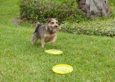 ©2015 Consolidated Media Holdings - Robo-Dog (Robo-Dog)