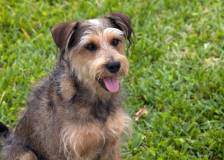 ©2015 Consolidated Media Holdings - Robo-Dog (Robo-Dog)