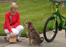 ©2015 Consolidated Media Holdings - Robo-Dog (Robo-Dog)