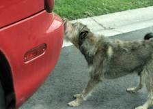 ©2015 Consolidated Media Holdings - Robo-Dog (Robo-Dog)