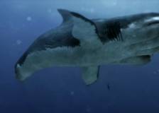 ©2017 Global Asylum, The - 5 Headed Shark Attack (5 Headed Shark Attack)